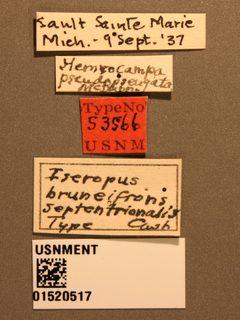 Iseropus bruneifrons var. septentrionalis by the Smithsonian. Used under a CC0 license.