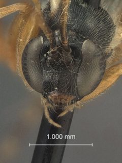 Iseropus bruneifrons var. septentrionalis by the Smithsonian. Used under a CC0 license.