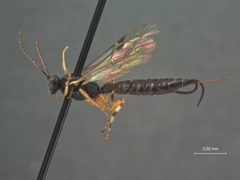 Iseropus bruneifrons var. septentrionalis by the Smithsonian. Used under a CC0 license.