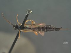 Iseropus bruneifrons var. septentrionalis by the Smithsonian. Used under a CC0 license.