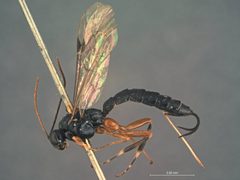Iseropus californiensis by the Smithsonian. Used under a CC0 license.
