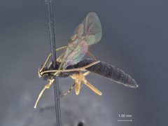 Iseropus viduiformis by the Smithsonian. Used under a CC0 license.