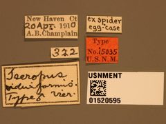 Iseropus viduiformis by the Smithsonian. Used under a CC0 license.