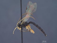 Iseropus viduiformis by the Smithsonian. Used under a CC0 license.