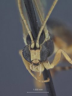 Iseropus viduiformis by the Smithsonian. Used under a CC0 license.