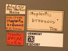 Itoplectis brevacus by the Smithsonian. Used under a CC0 license.