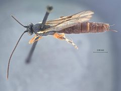 Itoplectis brevacus by the Smithsonian. Used under a CC0 license.
