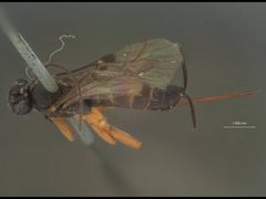Itoplectis exareolata by the Smithsonian. Used under a CC0 license.