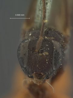 Itoplectis exareolata by the Smithsonian. Used under a CC0 license.