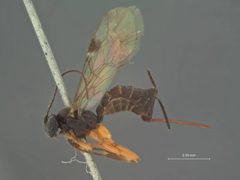 Itoplectis exareolata by the Smithsonian. Used under a CC0 license.