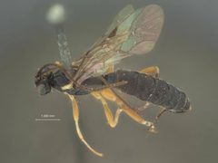 Itoplectis orgyiae by the Smithsonian. Used under a CC0 license.