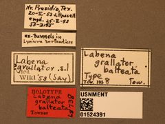 Labena grallator balteata by the Smithsonian. Used under a CC0 license.