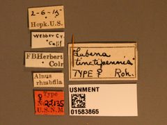 Labena tinctipennis by the Smithsonian. Used under a CC0 license.