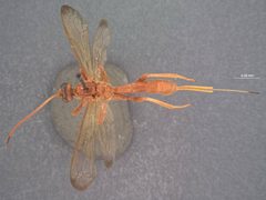Labena tinctipennis by the Smithsonian. Used under a CC0 license.