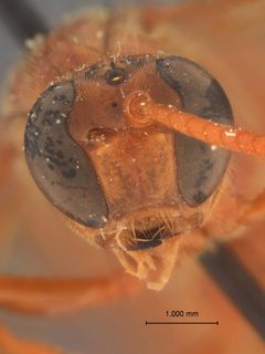 Labena tinctipennis by the Smithsonian. Used under a CC0 license.