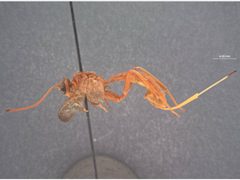Labena tinctipennis by the Smithsonian. Used under a CC0 license.