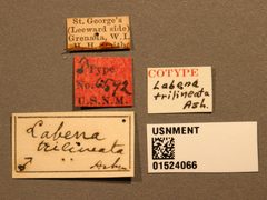 Labena trilineata by the Smithsonian. Used under a CC0 license.