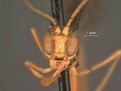 Labena trilineata by the Smithsonian. Used under a CC0 license.