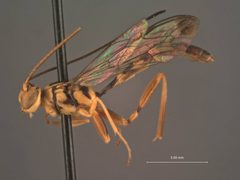 Labena trilineata by the Smithsonian. Used under a CC0 license.