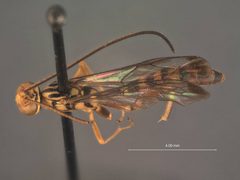Labena trilineata by the Smithsonian. Used under a CC0 license.
