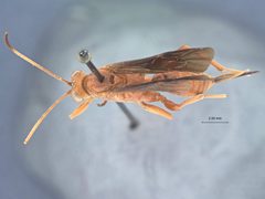 Lanugo brunnipennis by the Smithsonian. Used under a CC0 license.