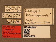 Lanugo brunnipennis by the Smithsonian. Used under a CC0 license.