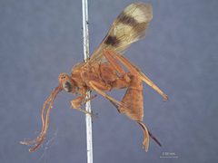 Lanugo excincta by the Smithsonian. Used under a CC0 license.