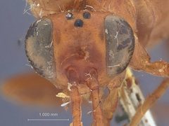 Lanugo excincta by the Smithsonian. Used under a CC0 license.