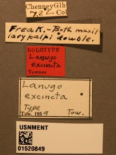 Lanugo excincta by the Smithsonian. Used under a CC0 license.