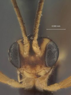 Lathrolestes metalli by the Smithsonian. Used under a CC0 license.
