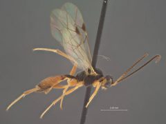 Lathrolestes metalli by the Smithsonian. Used under a CC0 license.