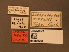 Lathrolestes metalli by the Smithsonian. Used under a CC0 license.