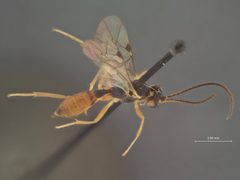 Lathrolestes metalli by the Smithsonian. Used under a CC0 license.