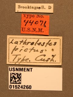 Lathrolestes pictus by the Smithsonian. Used under a CC0 license.