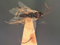 Lathrolestes pictus by the Smithsonian. Used under a CC0 license.