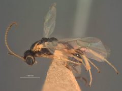 Lathrolestes pictus by the Smithsonian. Used under a CC0 license.