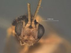 Lathrolestes pictus by the Smithsonian. Used under a CC0 license.