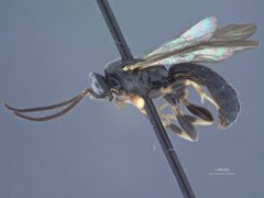 Leurus caeruliventris borealis by the Smithsonian. Used under a CC0 license.