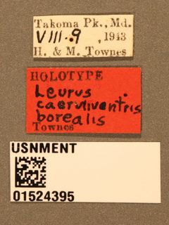 Leurus caeruliventris borealis by the Smithsonian. Used under a CC0 license.
