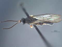 Leurus caeruliventris borealis by the Smithsonian. Used under a CC0 license.