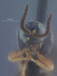 Leurus caeruliventris borealis by the Smithsonian. Used under a CC0 license.