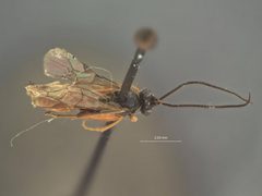 Linycus nigriceps niger by the Smithsonian. Used under a CC0 license.