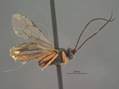 Linycus nigriceps niger by the Smithsonian. Used under a CC0 license.