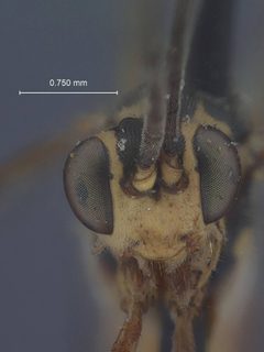 Lissonota philipi by the Smithsonian. Used under a CC0 license.
