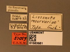 Lissonota recurvariae by the Smithsonian. Used under a CC0 license.