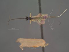 Lissonota recurvariae by the Smithsonian. Used under a CC0 license.