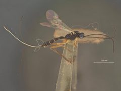 Lissonota recurvariae by the Smithsonian. Used under a CC0 license.
