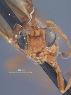 Listrognathus (Listrognathus) acheloma by the Smithsonian. Used under a CC0 license.