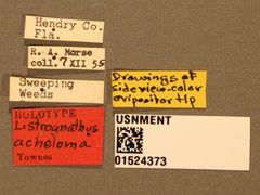 Listrognathus (Listrognathus) acheloma by the Smithsonian. Used under a CC0 license.