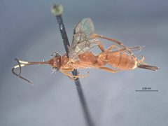 Listrognathus (Listrognathus) acheloma by the Smithsonian. Used under a CC0 license.